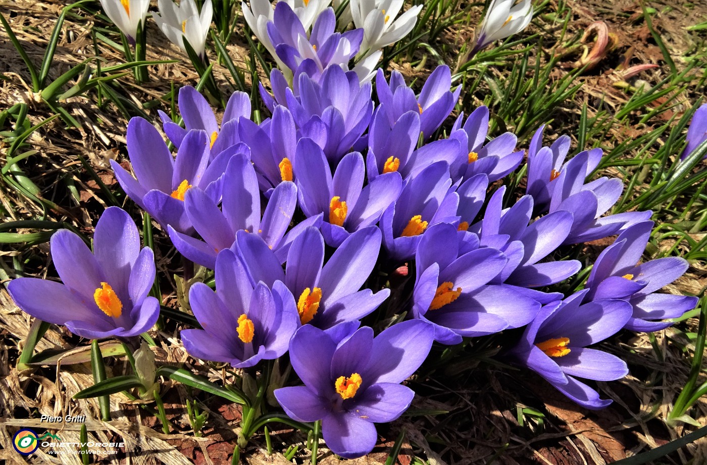 81 Splendido bouquet di Crocus vernus violetti .JPG